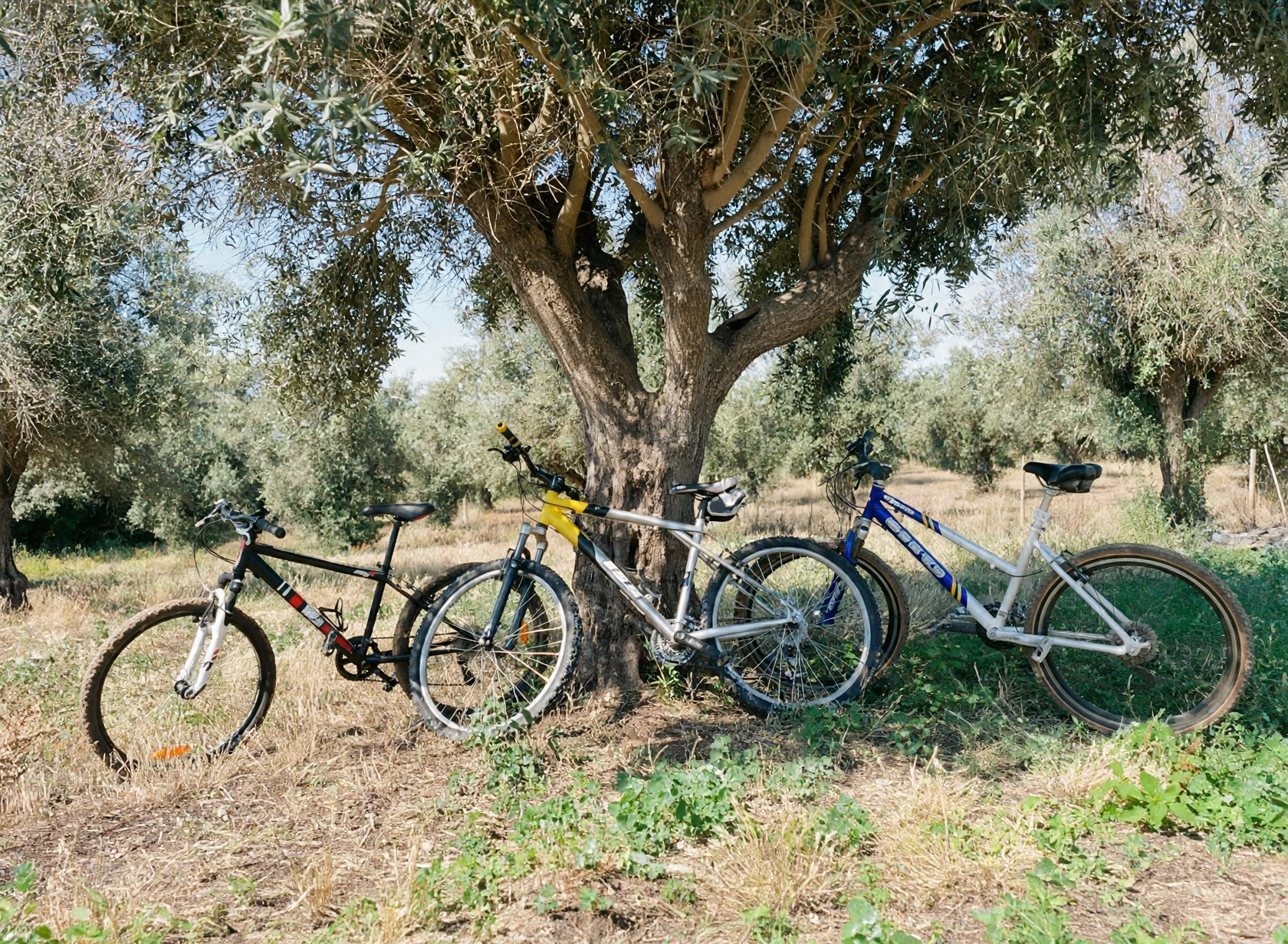 Bicicletas disponíveis na casa MonteZinho